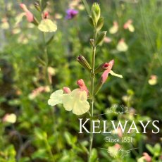 Salvia 'La Mancha'