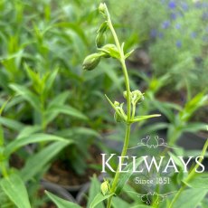 Penstemon Thorn