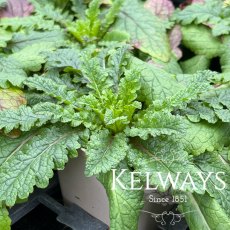 Verbascum blattaria f. albiflorum (9cm pot)