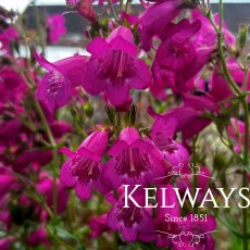 Penstemon 'Pensham Just Jayne' (Pensham Series) (2 litre pot)