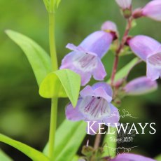 Penstemon 'Sour Grapes' (3 litre pot)
