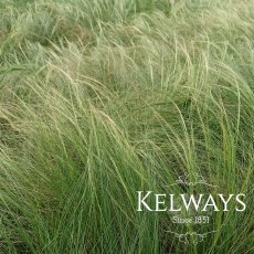 Stipa tenuissima (2 litre pot)
