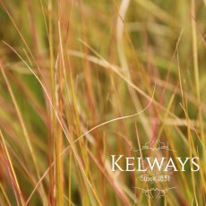 Anemanthele lessoniana (2 litre pot)