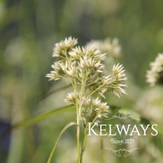 Luzula nivea (2 litre pot)