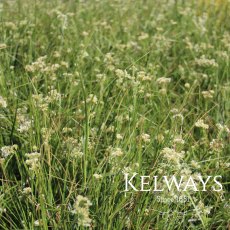 Luzula nivea (5 litre pot)