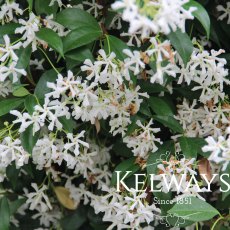Trachelospermum jasminodies (20 litre pot)