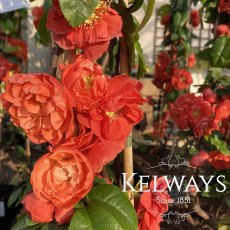 Chaenomeles speciosa MANGO STORM ('Mincha01' PBR) (7.5 litre pot) Chaenomeles speciosa MANGO STORM ('Mincha01' PBR) (7.5 litre pot)