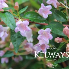 Abelia 'Edward Goucher' (15 litre pot)