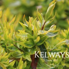 Abelia x grandiflora 'Kaleidoscope' PBR (v) (15 litre pot)