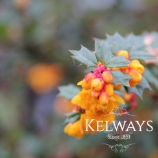 Berberis darwinii (3 litre pot)