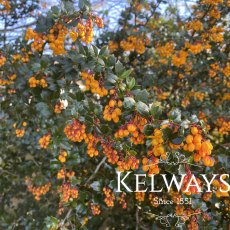 Berberis darwinii (3 litre pot)