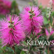 Callistemon HOT PINK ('Kkh01' PBR) (15 litre pot) Callistemon HOT PINK ('Kkh01' PBR) (15 litre pot)