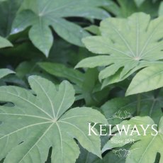 Fatsia japonica (10 litre pot)