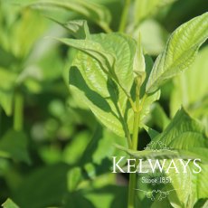 Cornus sericea 'Flaviramea' (7.5 litre pot) Cornus sericea 'Flaviramea' (7.5 litre pot)