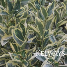Euonymus japonicus 'Bravo' (v) (15 litre pot)