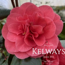 Camellia japonica 'Lady Campbell' (5 litre pot) Camellia japonica 'Lady Campbell' (5 litre pot)