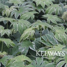 Fatsia japonica 'Spider's Web' (v) (10 litre pot)