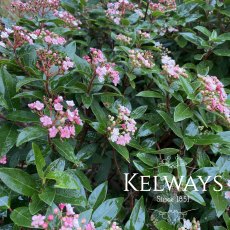 Viburnum tinus 'Ladybird' (7.5 litre pot)