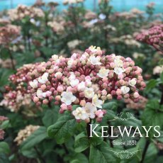 Viburnum tinus 'Ladybird' (7.5 litre pot)