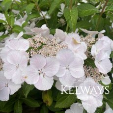 Hydrangea RUNAWAY BRIDE SNOW WHITE ('Ushyd0405' PBR) (7.5 litre pot)