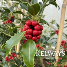 Ilex aquifolium 'Alaska' (f) (15 litre pot)