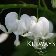 Dicentra spectabilis Alba (2 litre pot)