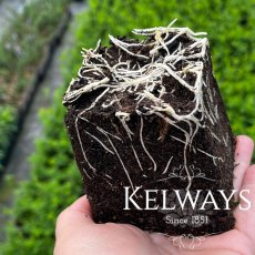 Lathyrus odoratus 'Incense Mixed' (9cm pot)