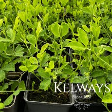 Lathyrus Perfume Delight (9cm pot)