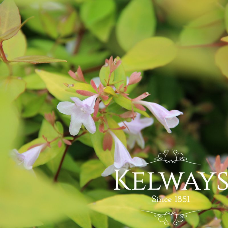 Abelia x grandiflora 'Francis Mason'