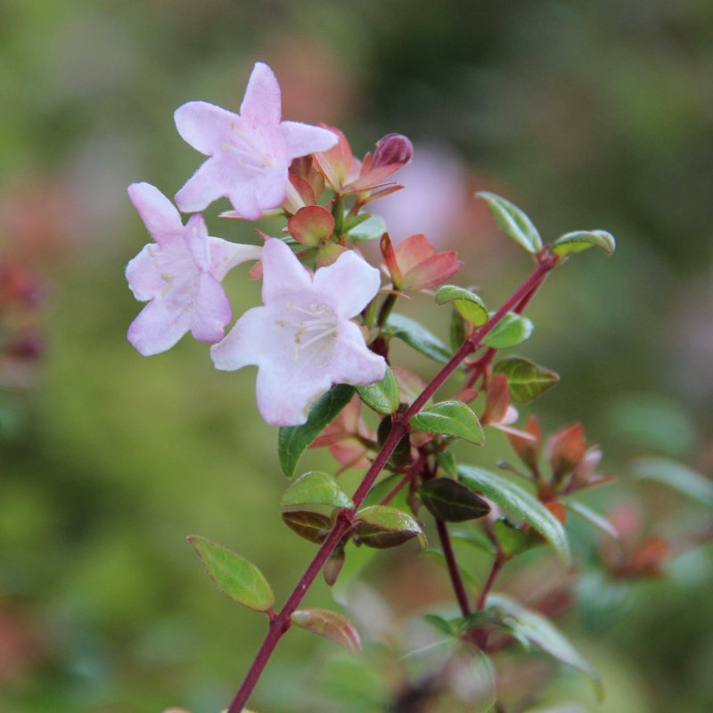 Abelia 'Petite Garden'