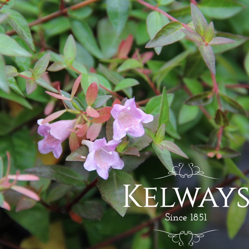 Abelia x grandiflora 'Sherwoodii'