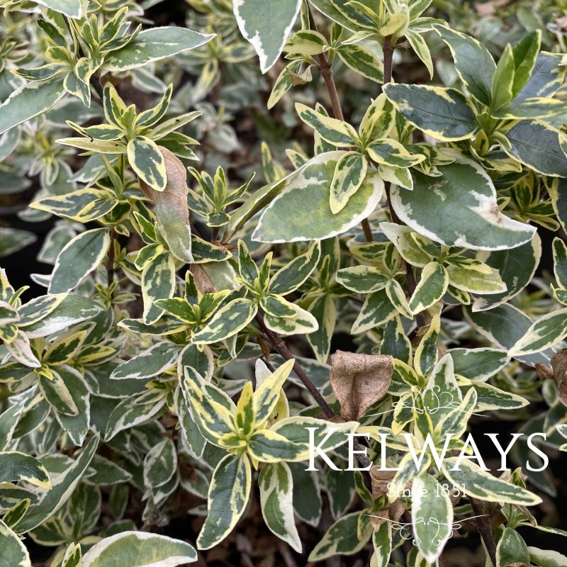 Abelia x grandiflora 'Sparkling Silver' (v) (3 litre pot)