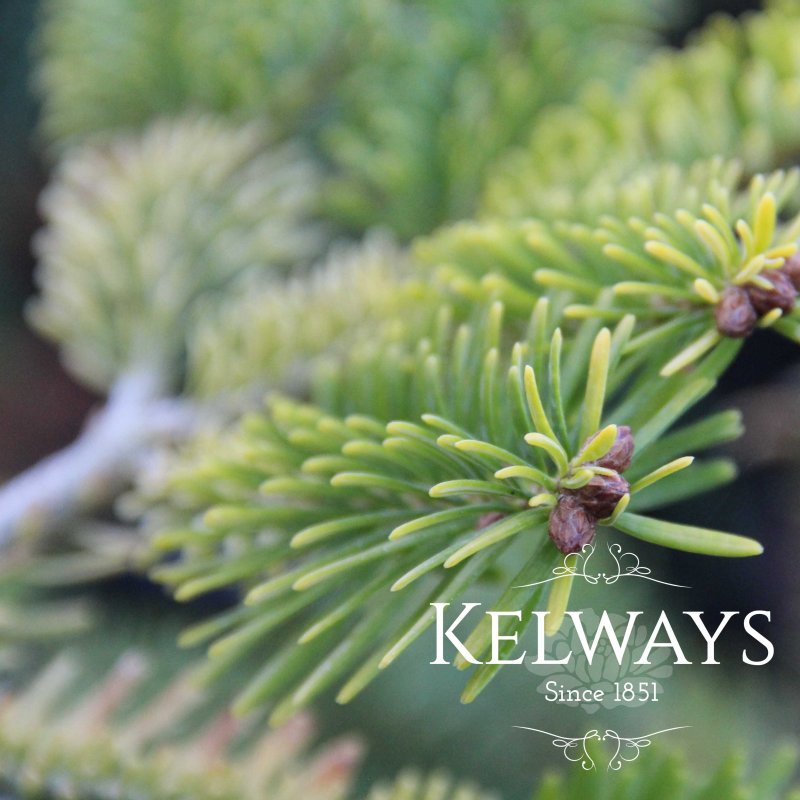 Abies nordmanniana subsp. nordmanniana 'Golden Spreader'