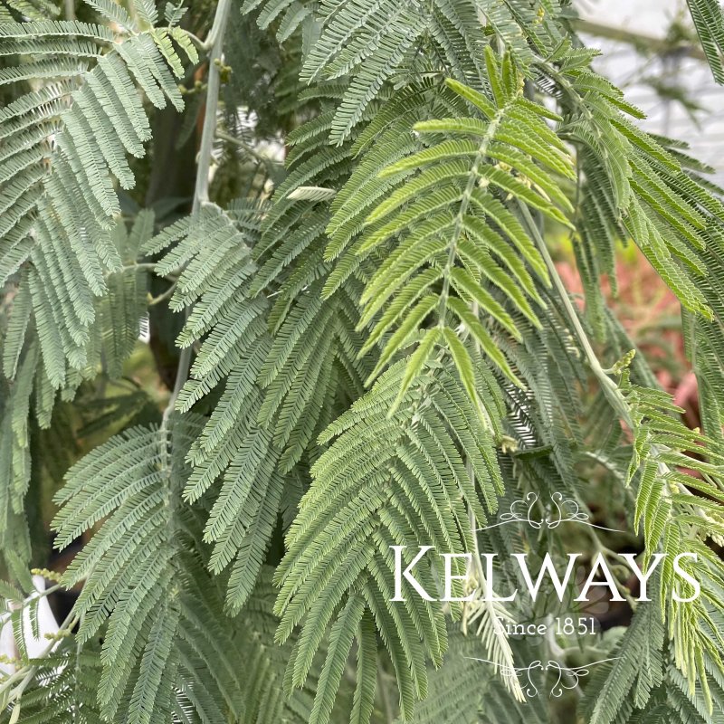 Acacia dealbata 'Gaulois Astier'