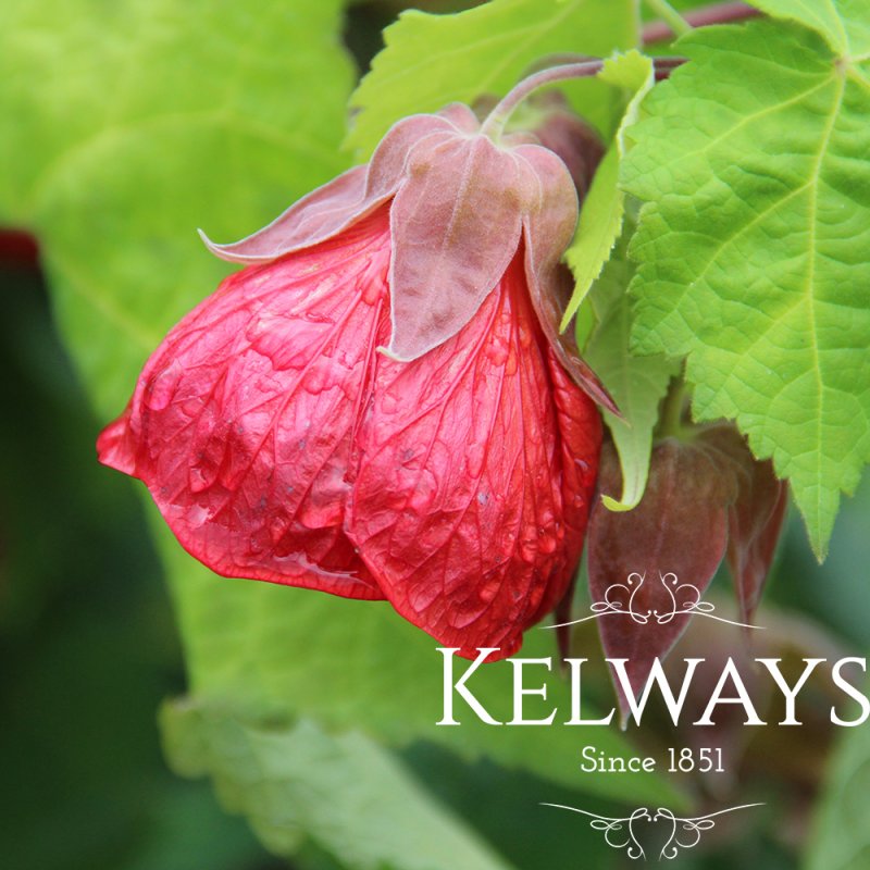 Abutilon 'Ashford Red'