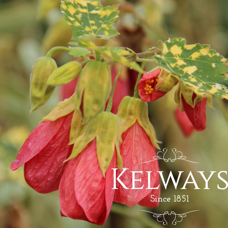 Abutilon 'Cannington Carol'