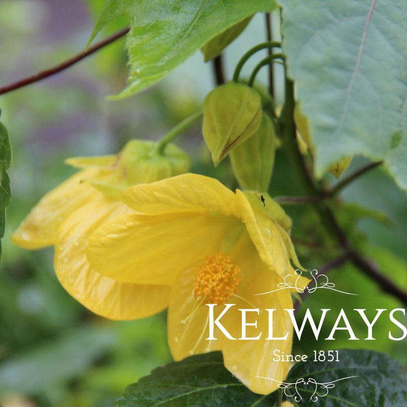 Abutilon 'John Thompson'