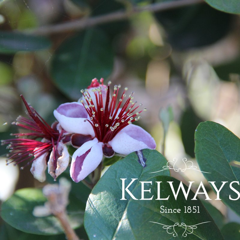 Feijoa sellowiana