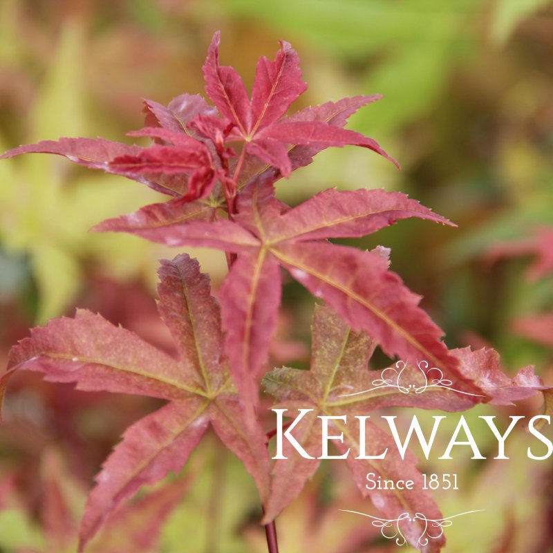 Acer palmatum 'Beni-komachi' (P)