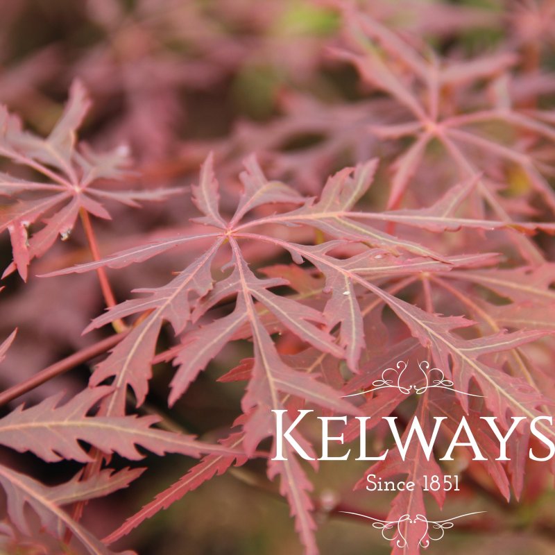 Acer palmatum 'Firecracker' PBR (D)