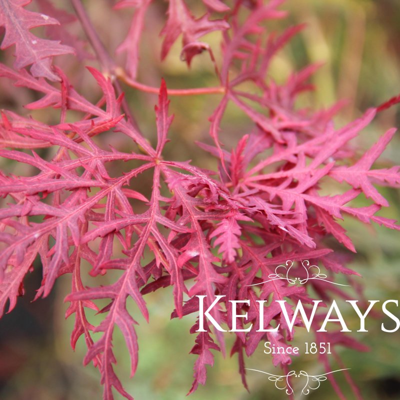 Acer palmatum 'Inaba-shidare' (D)