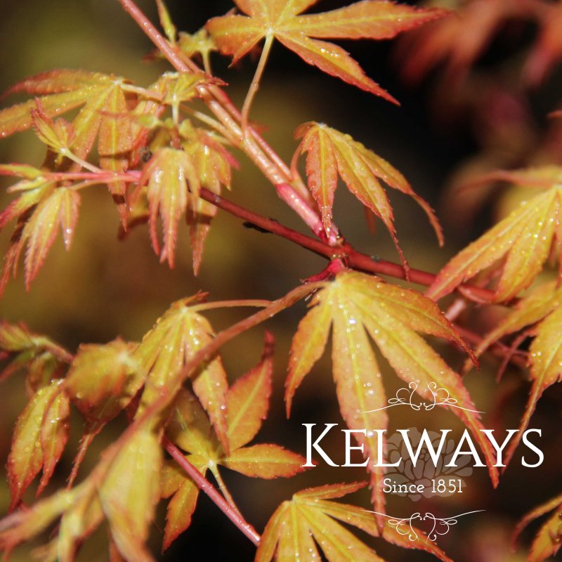 Acer palmatum 'Katsura' (P)