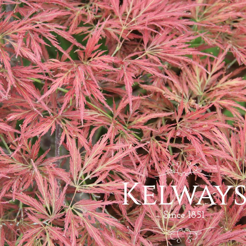 Acer palmatum 'Ornatum' (D)