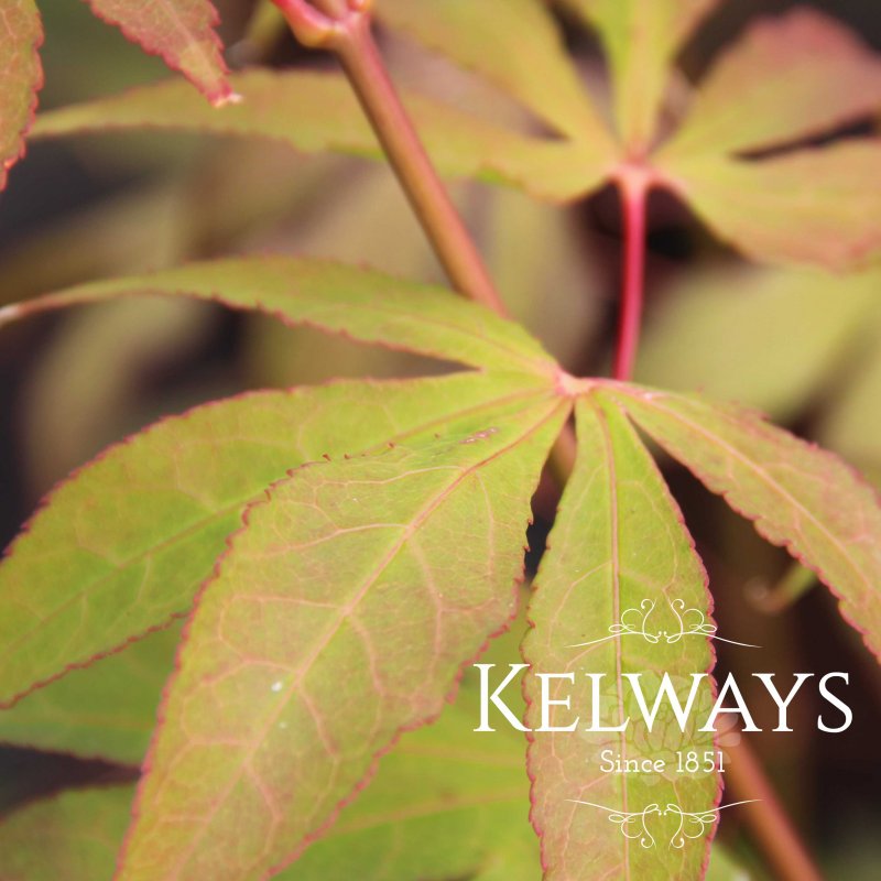 Acer palmatum (Heptalobum Group) 'Osakazuki'