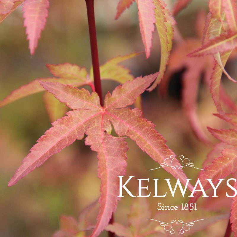 Acer palmatum 'Redwine'