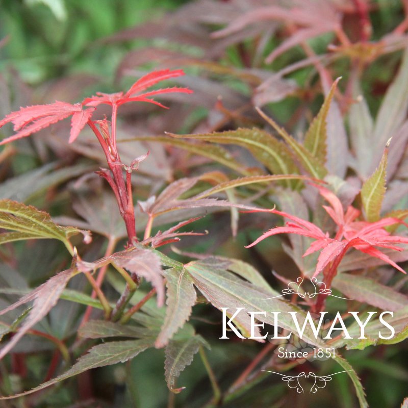 Acer palmatum 'Shaina'