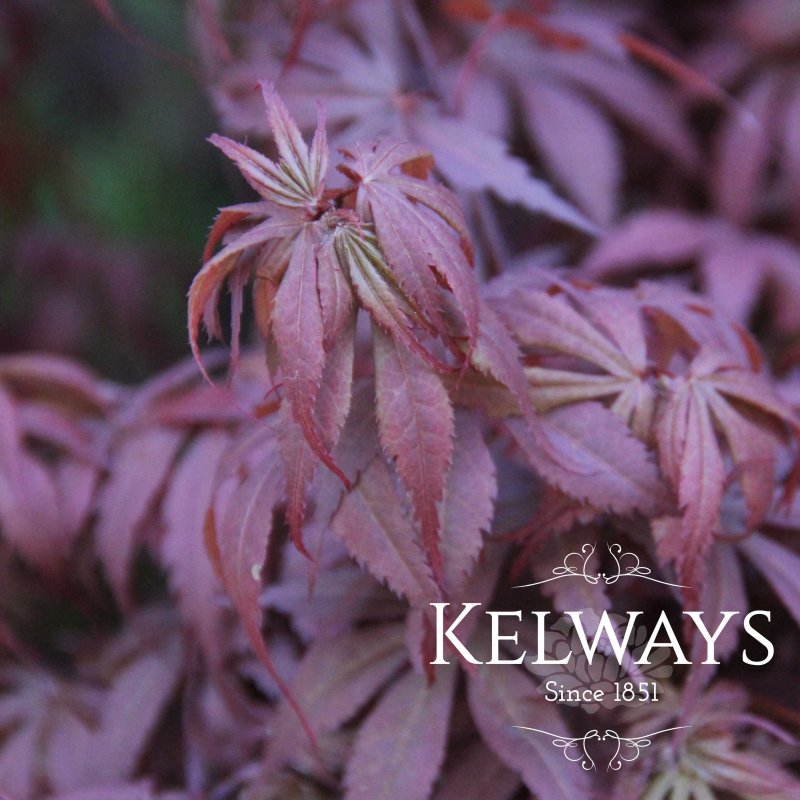 Acer palmatum 'Skeeter's Broom'