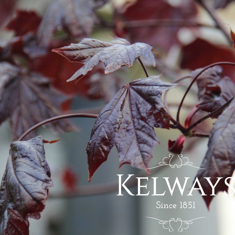 Acer platanoides 'Crimson King'