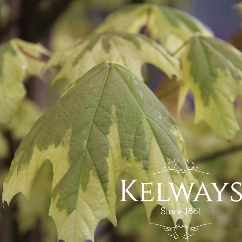 Acer platanoides 'Drummondii'