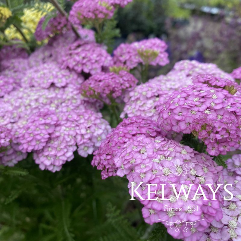 Achillea 'Appleblossom'